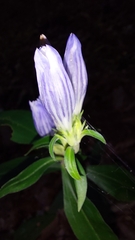 Gentiana decora