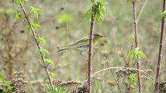 Phylloscopus trochilus