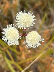Brunia noduliflora