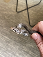 Coluber constrictor constrictor