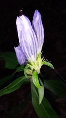 Gentiana decora