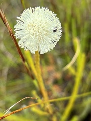 Brunia noduliflora