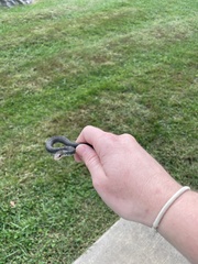 Coluber constrictor constrictor