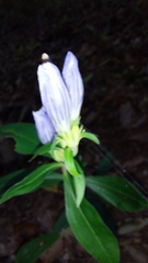 Gentiana decora