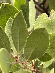 Arctostaphylos manzanita