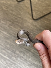 Coluber constrictor constrictor