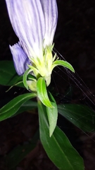 Gentiana decora