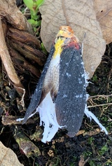 Cerogenes auricoma