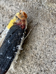Cerogenes auricoma