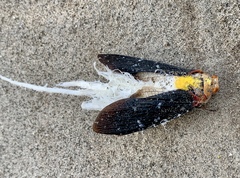 Cerogenes auricoma