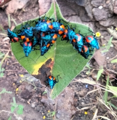 Euthyrhynchus floridanus