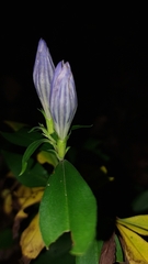 Gentiana decora