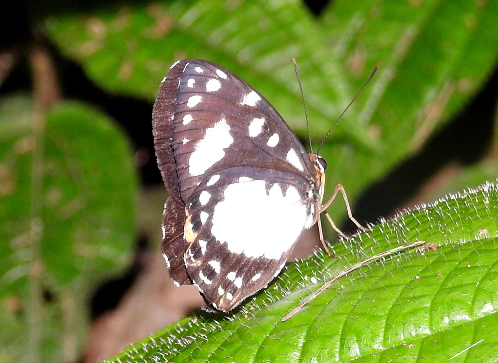 Praetaxila albiplaga