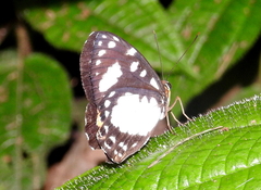 Praetaxila albiplaga