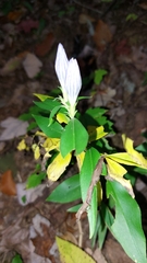 Gentiana decora