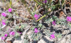 Indigofera glomerata