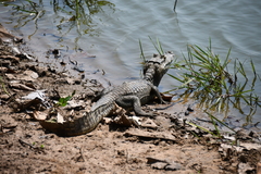 Caiman yacare
