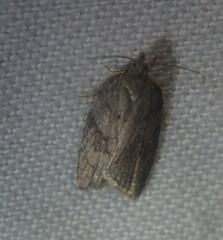 Acleris sparsana