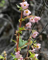 Begonia angustiloba