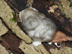 Reticularia