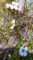 Adenandra uniflora