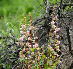 Begonia angustiloba