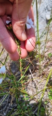 Adenandra uniflora