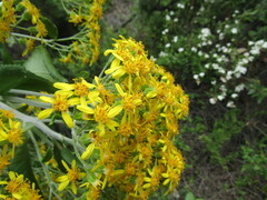 Acrisione denticulata