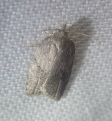 Acleris sparsana