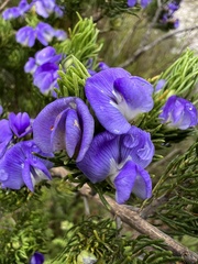 Psoralea affinis