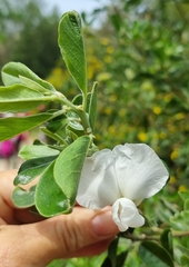 Podalyria calyptrata