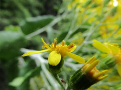 Acrisione denticulata