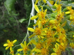 Acrisione denticulata