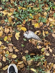 Columba livia domestica