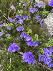 Psoralea affinis