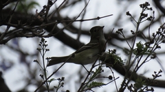 Elaenia