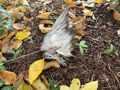 Columba livia domestica