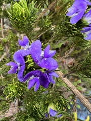 Psoralea affinis