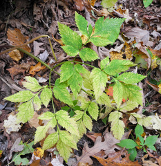 Angelica triquinata