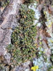 Nyholmiella obtusifolia