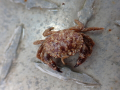 Glebocarcinus oregonensis