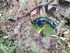 Euthyrhynchus floridanus