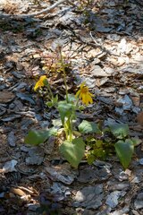 Arnica cordifolia