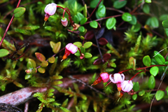 Vaccinium oxycoccos