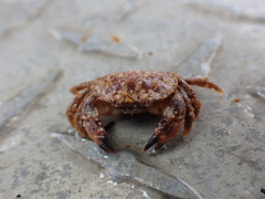 Glebocarcinus oregonensis