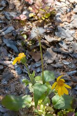 Arnica cordifolia