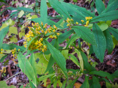 Solidago curtisii