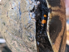 Nicrophorus hebes