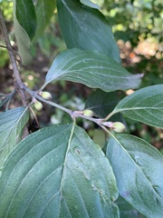 Cornus mas