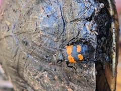 Nicrophorus hebes